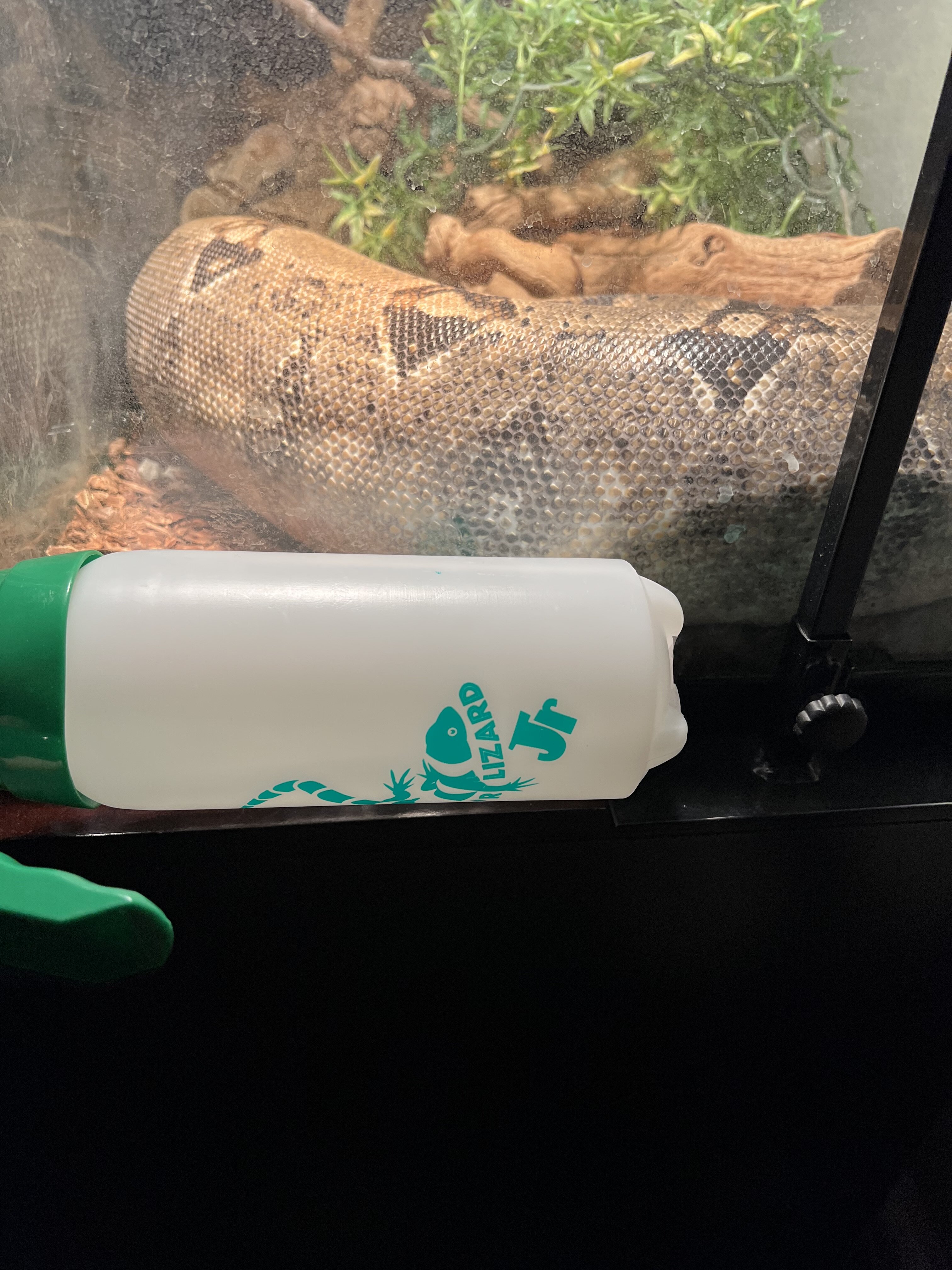 Red tail Boa image 2