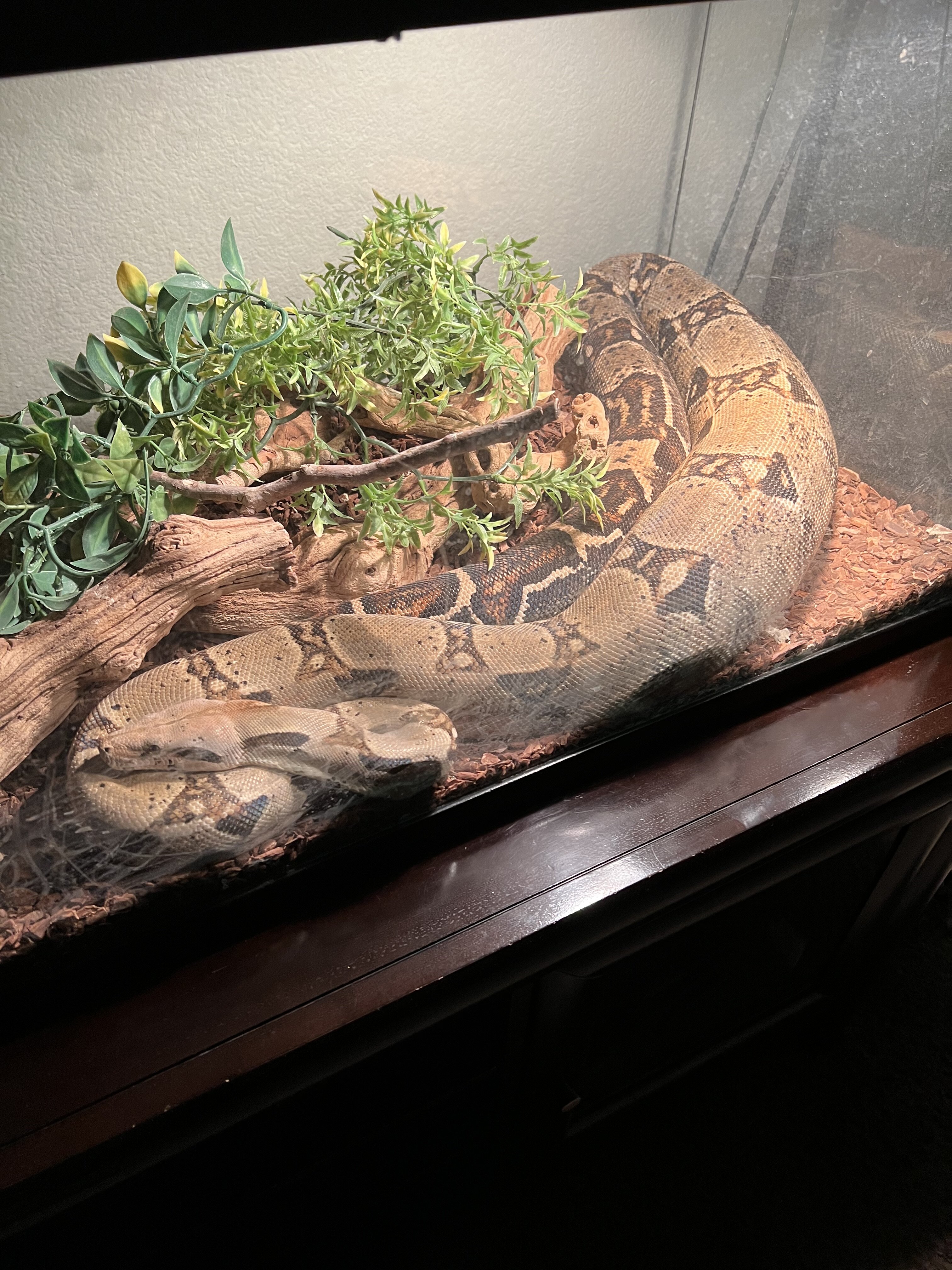 Red tail Boa image 4