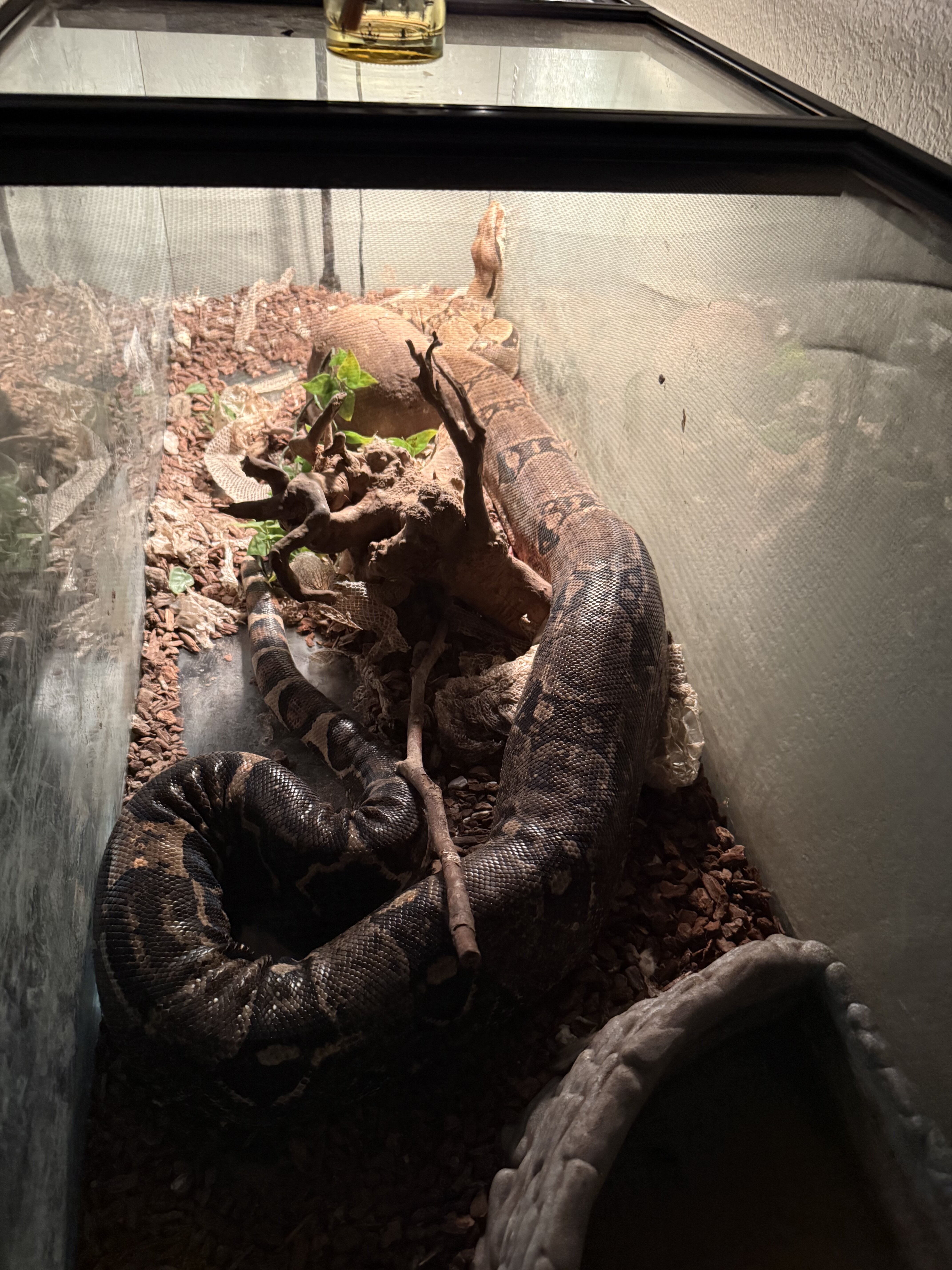 Red tail Boa image 1