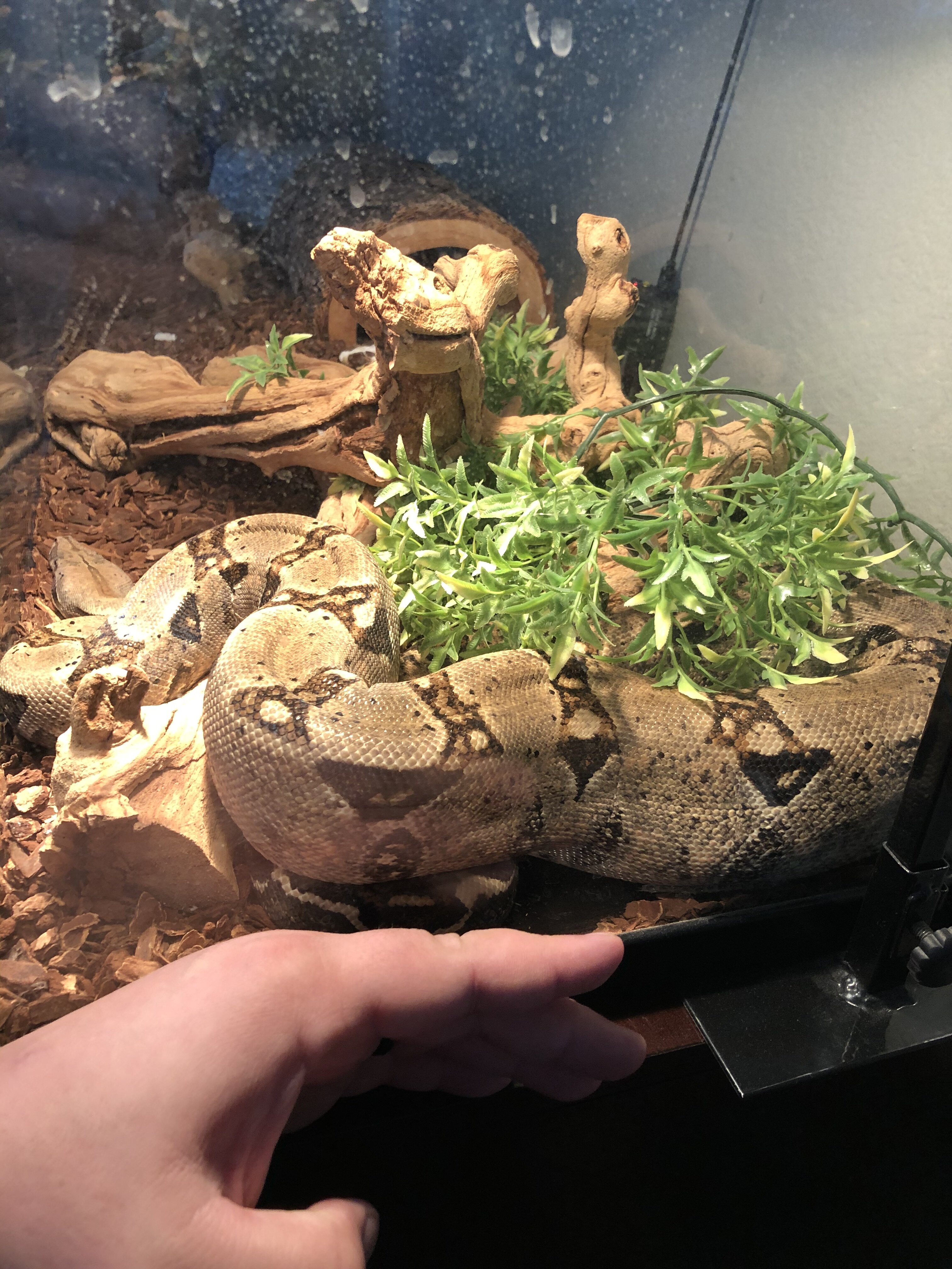 Red tail Boa image 3