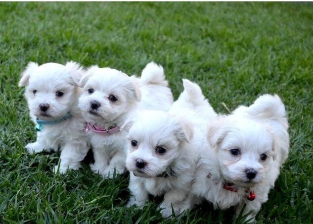 Beautiful Playful Maltese Puppies image 1