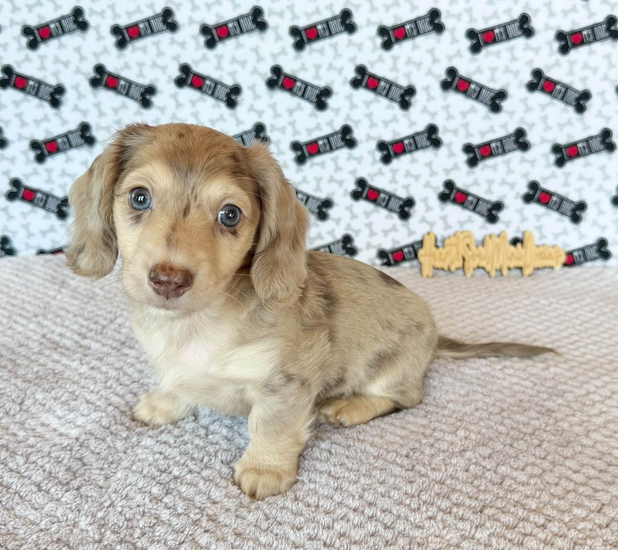 Dachshund Puppies Loving Puppies image 1