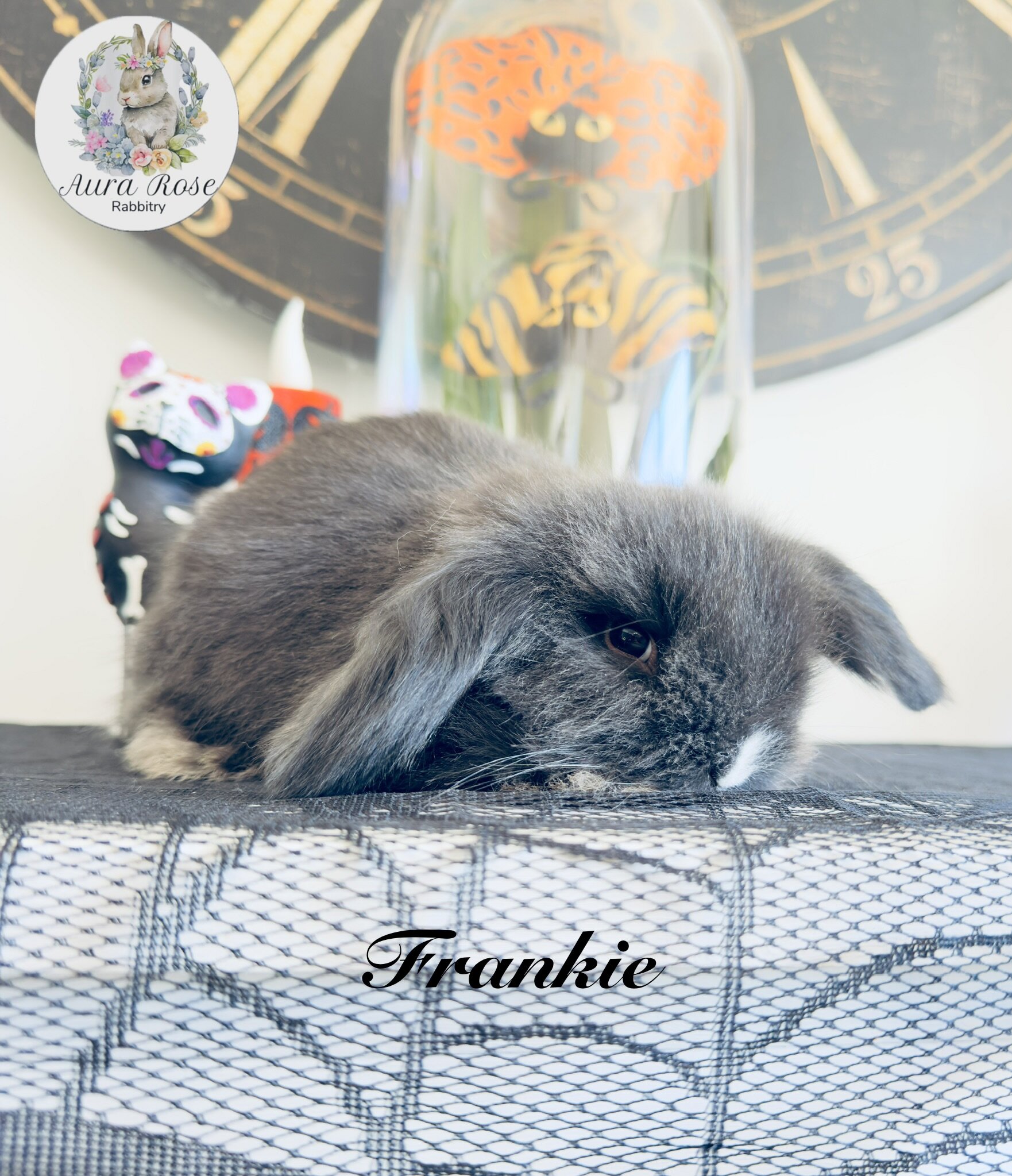 European Teddywidder bunnies image 2