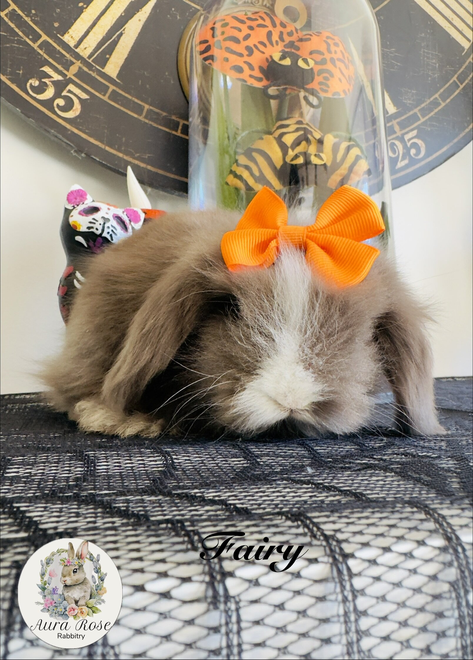European Teddywidder bunnies image 4