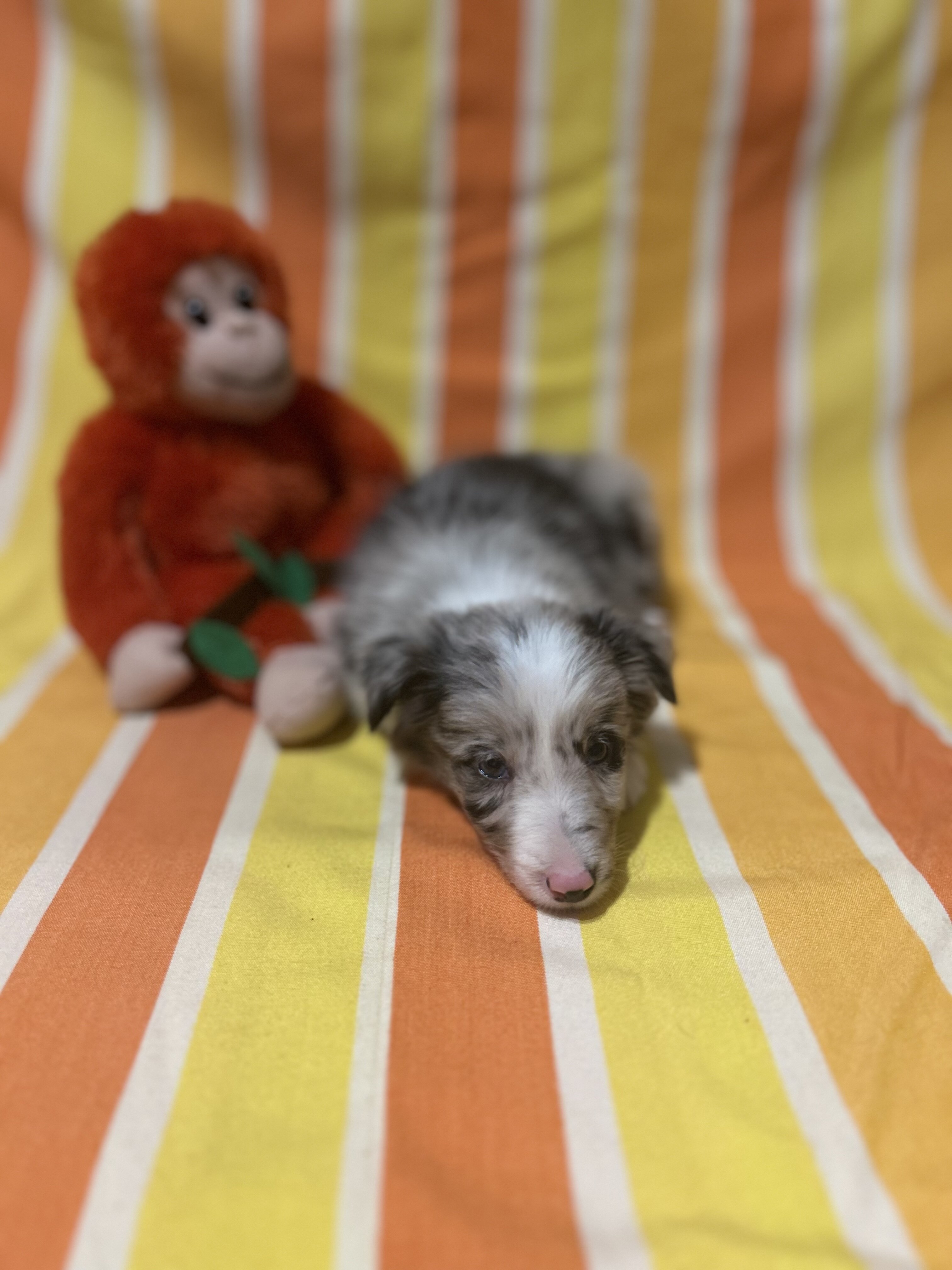Border collie puppies image 5