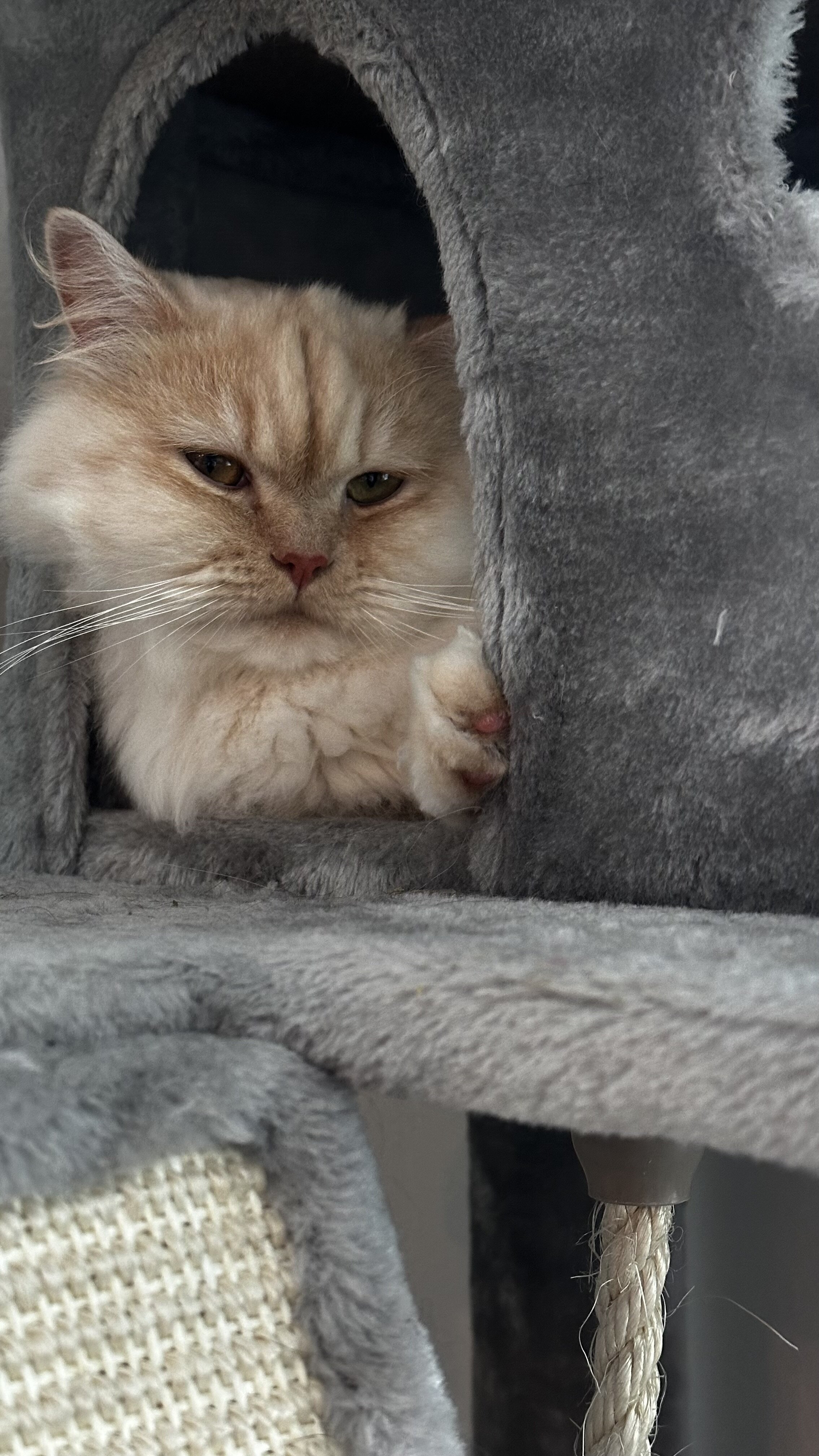 Persian Chinchilla image 5
