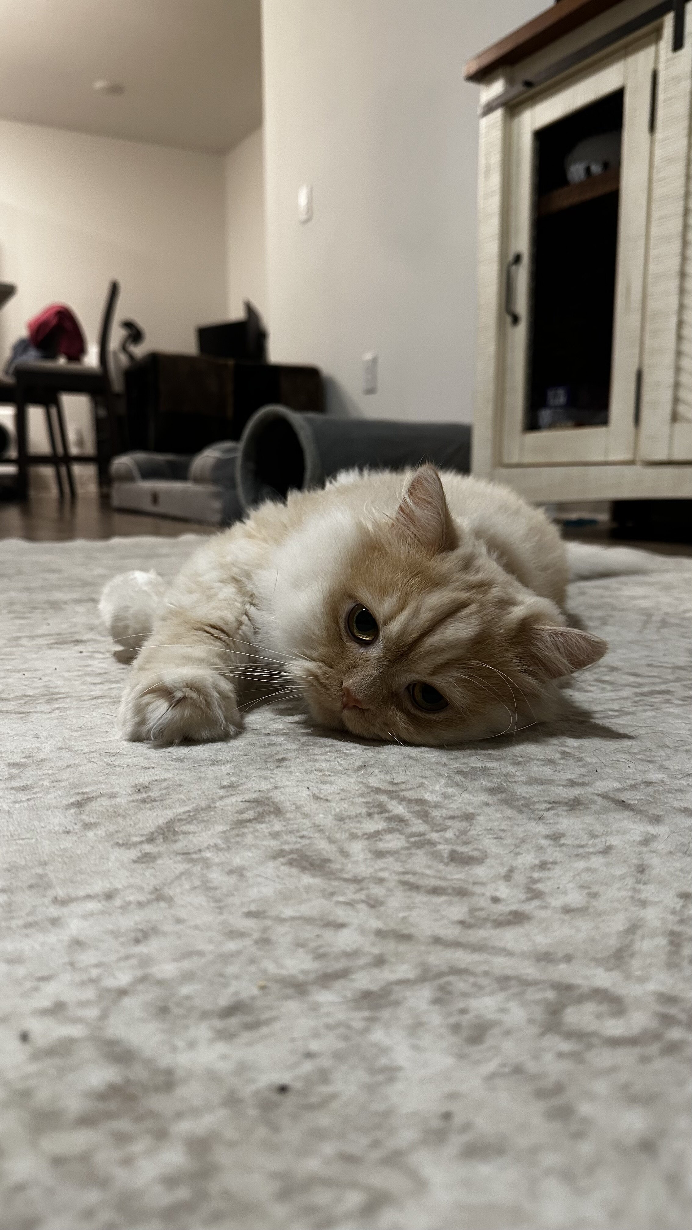 Persian Chinchilla image 2