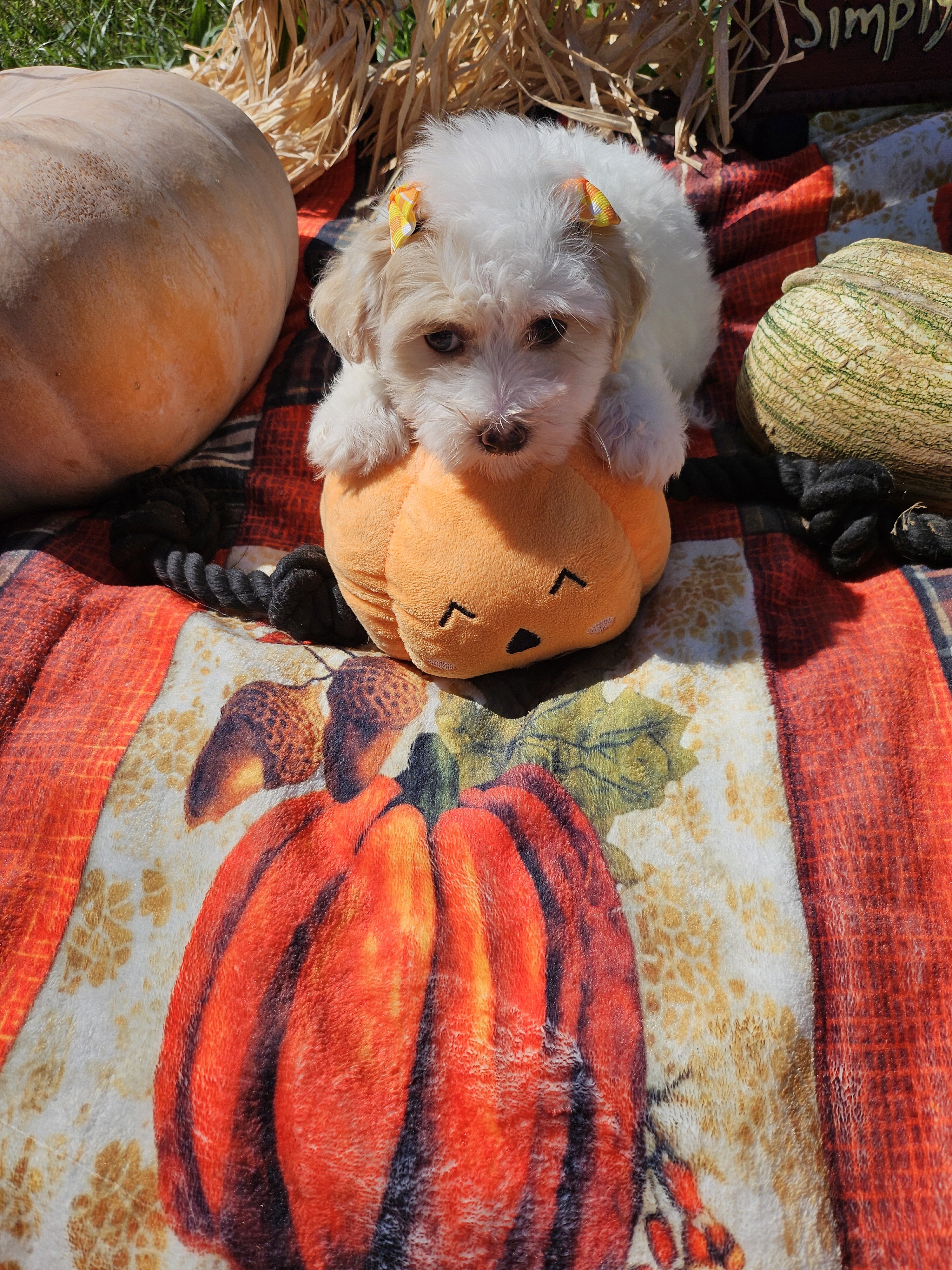 Maltipoo puppies image 1