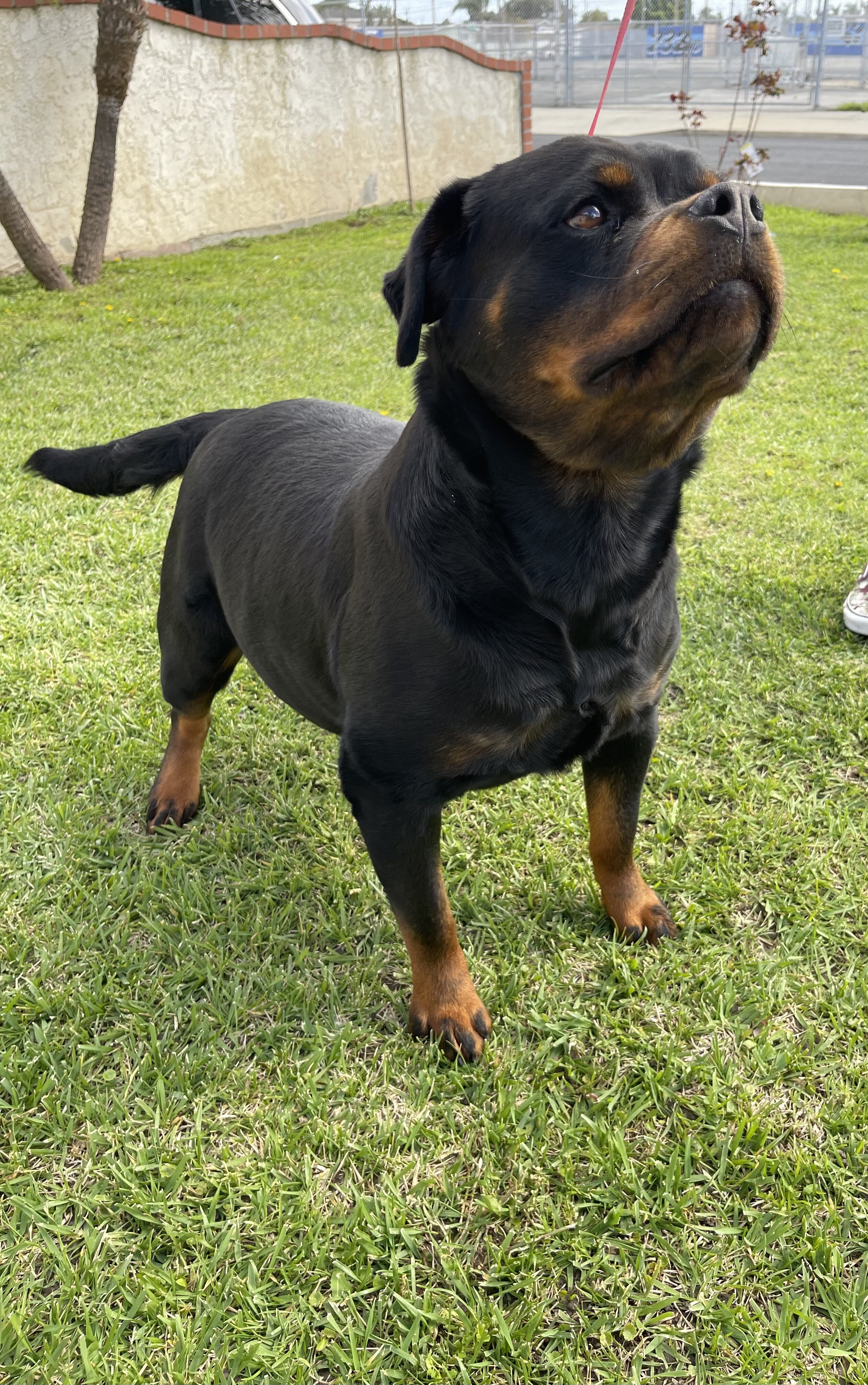Rottweiler image 3