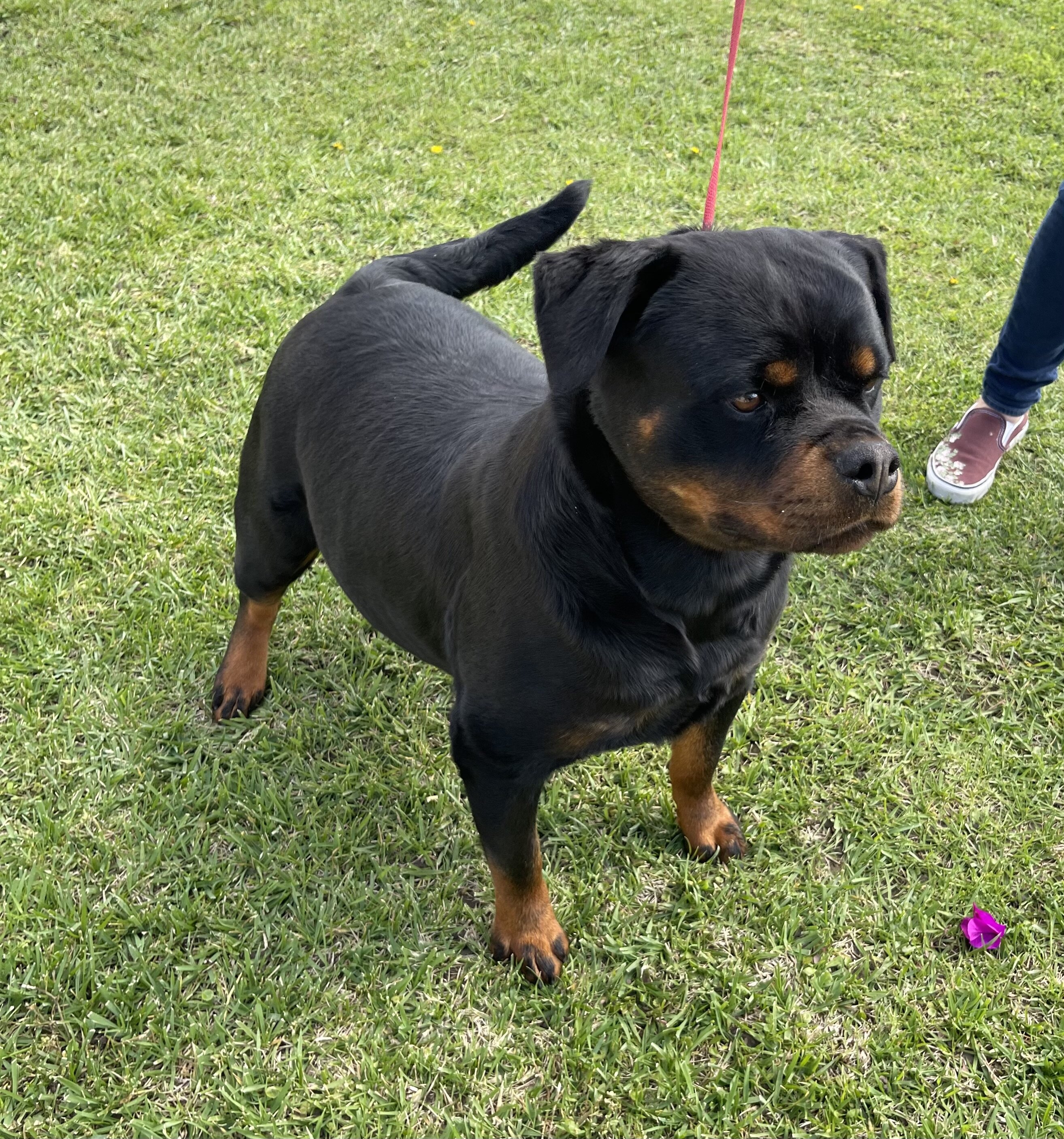 Rottweiler image 2
