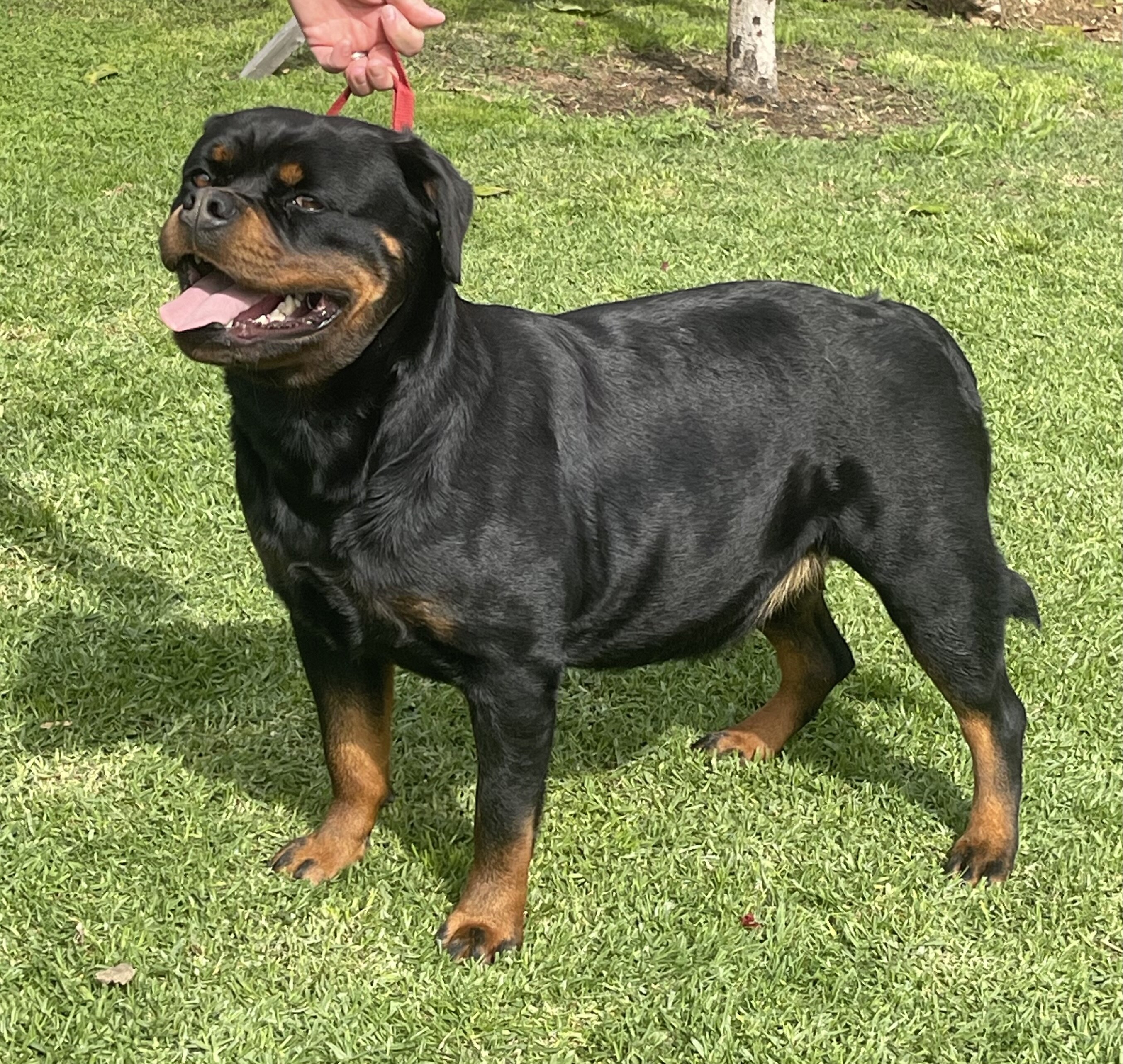 Rottweiler image 4