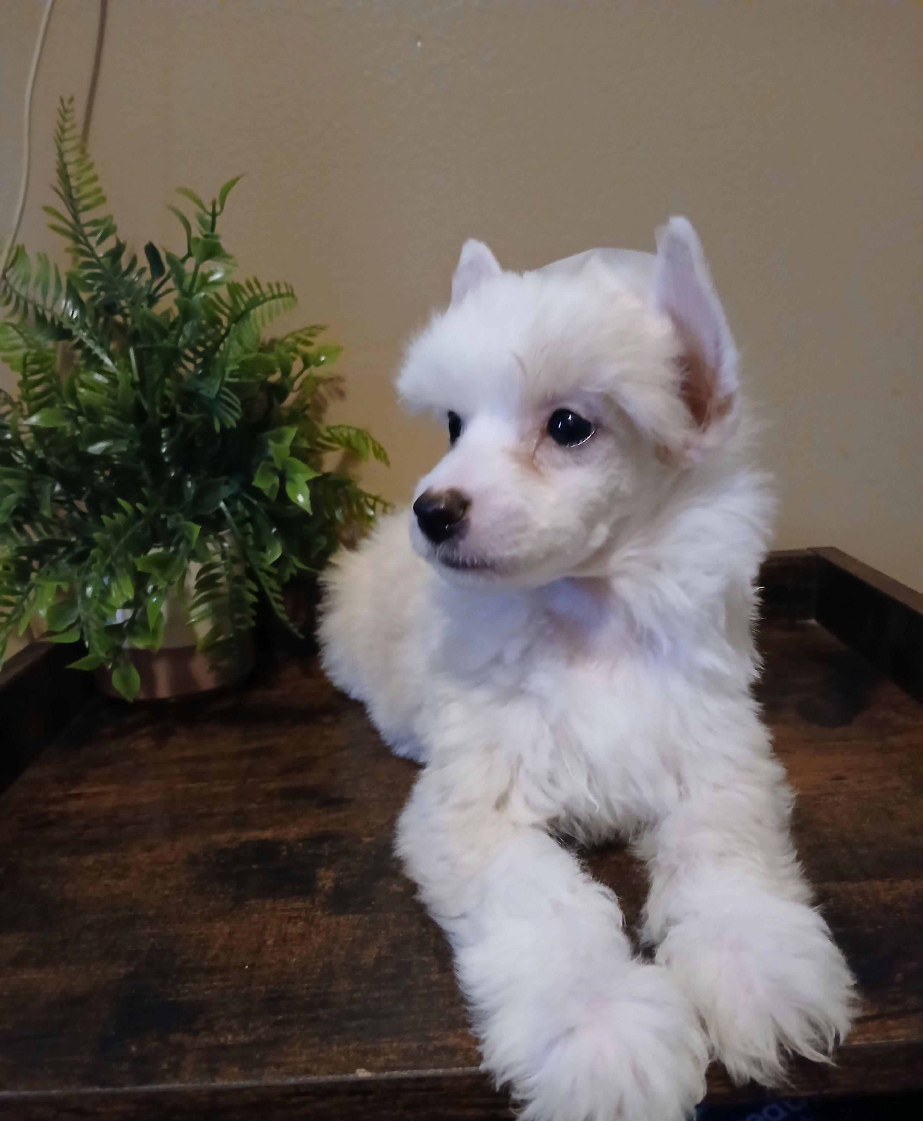 Milo image 1