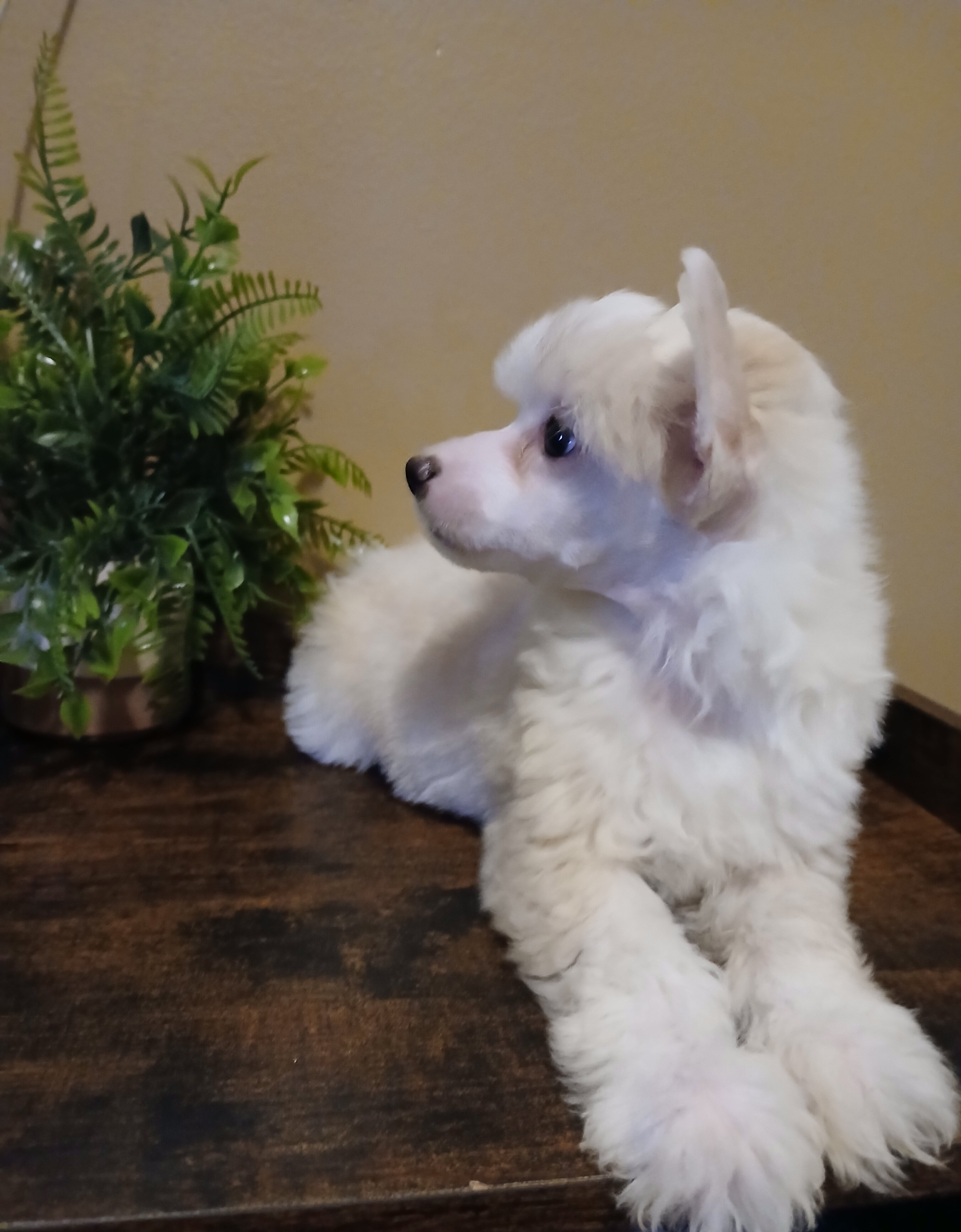 Milo image 3