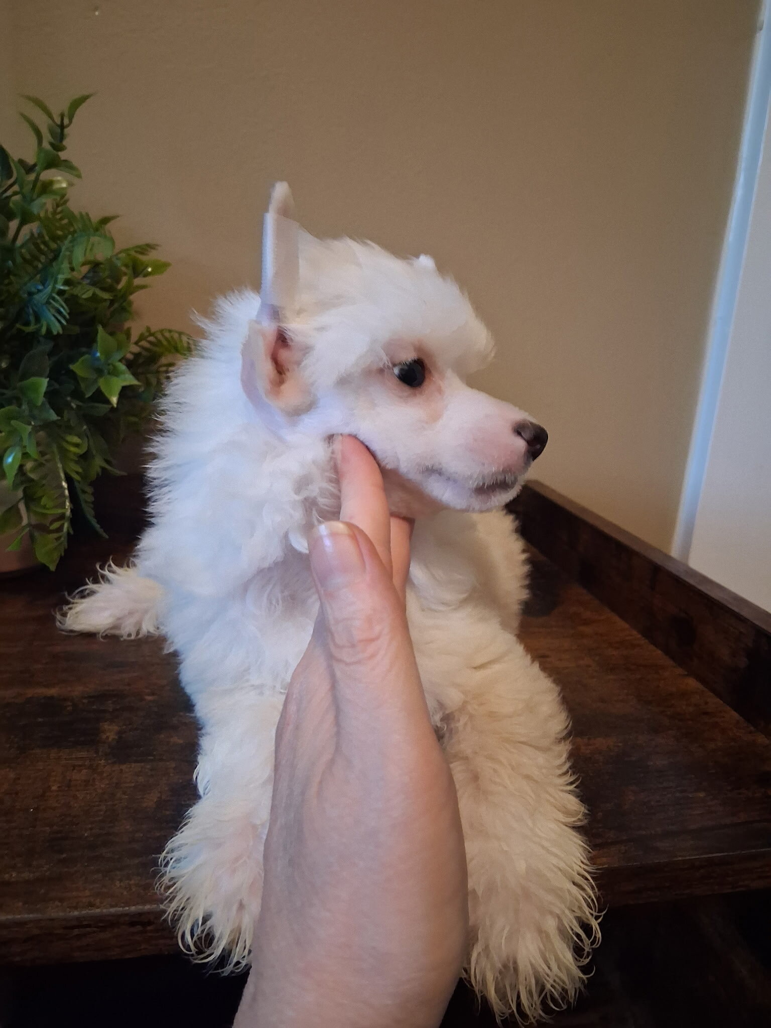 Milo image 4