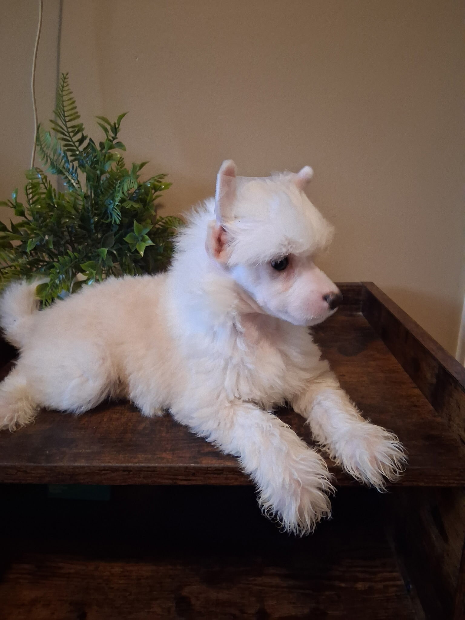 Milo image 6