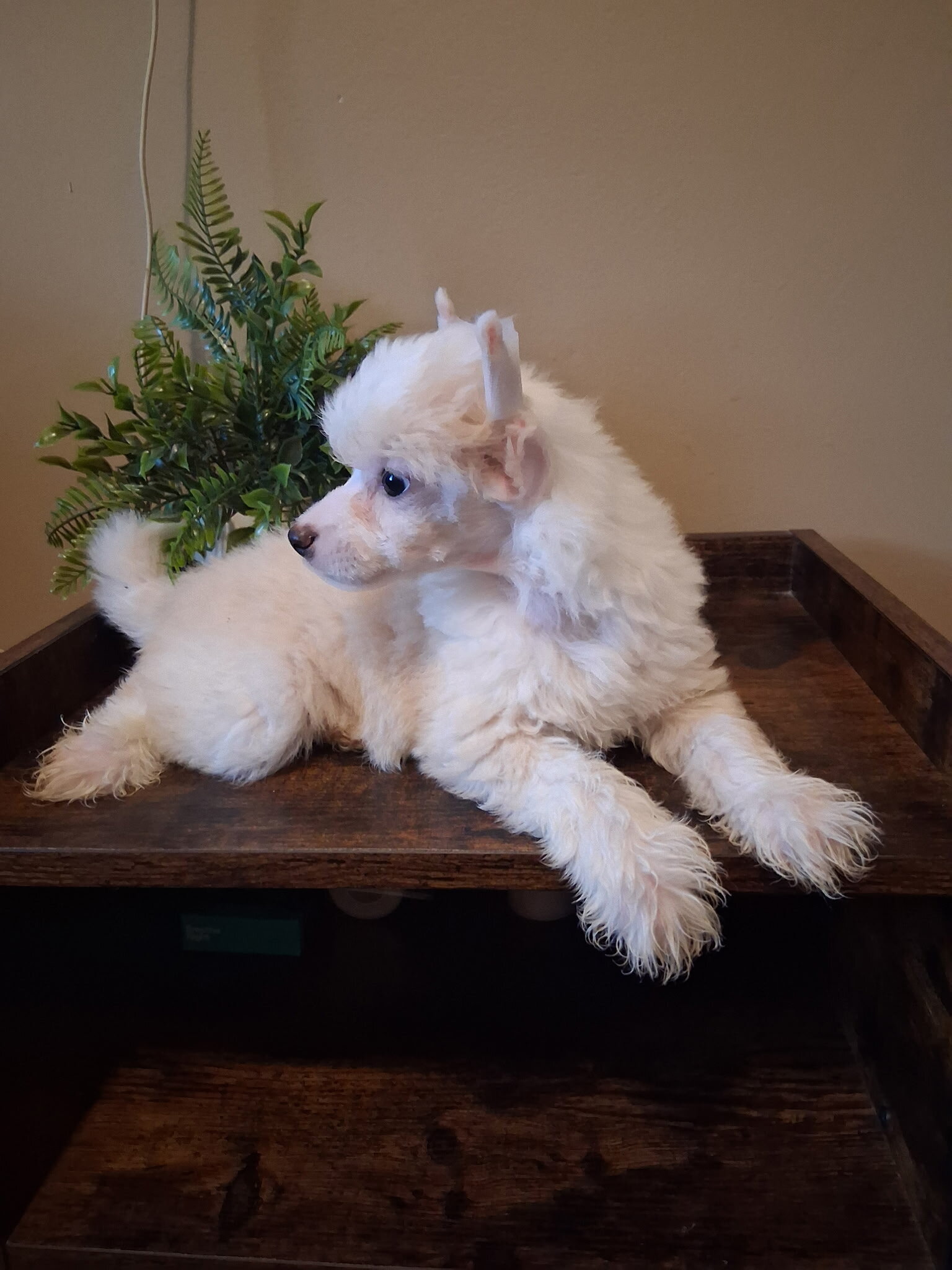 Milo image 5