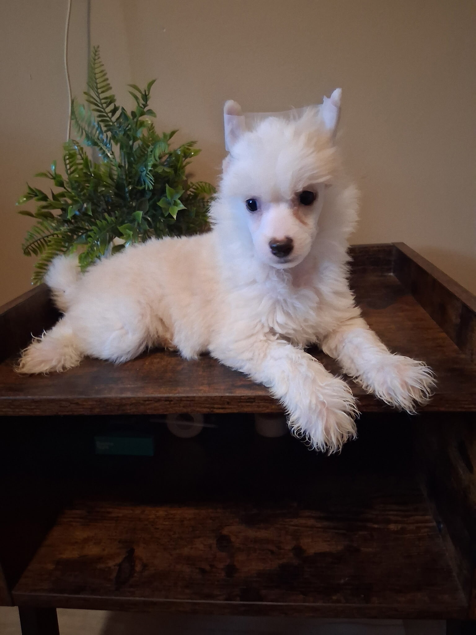 Milo image 2