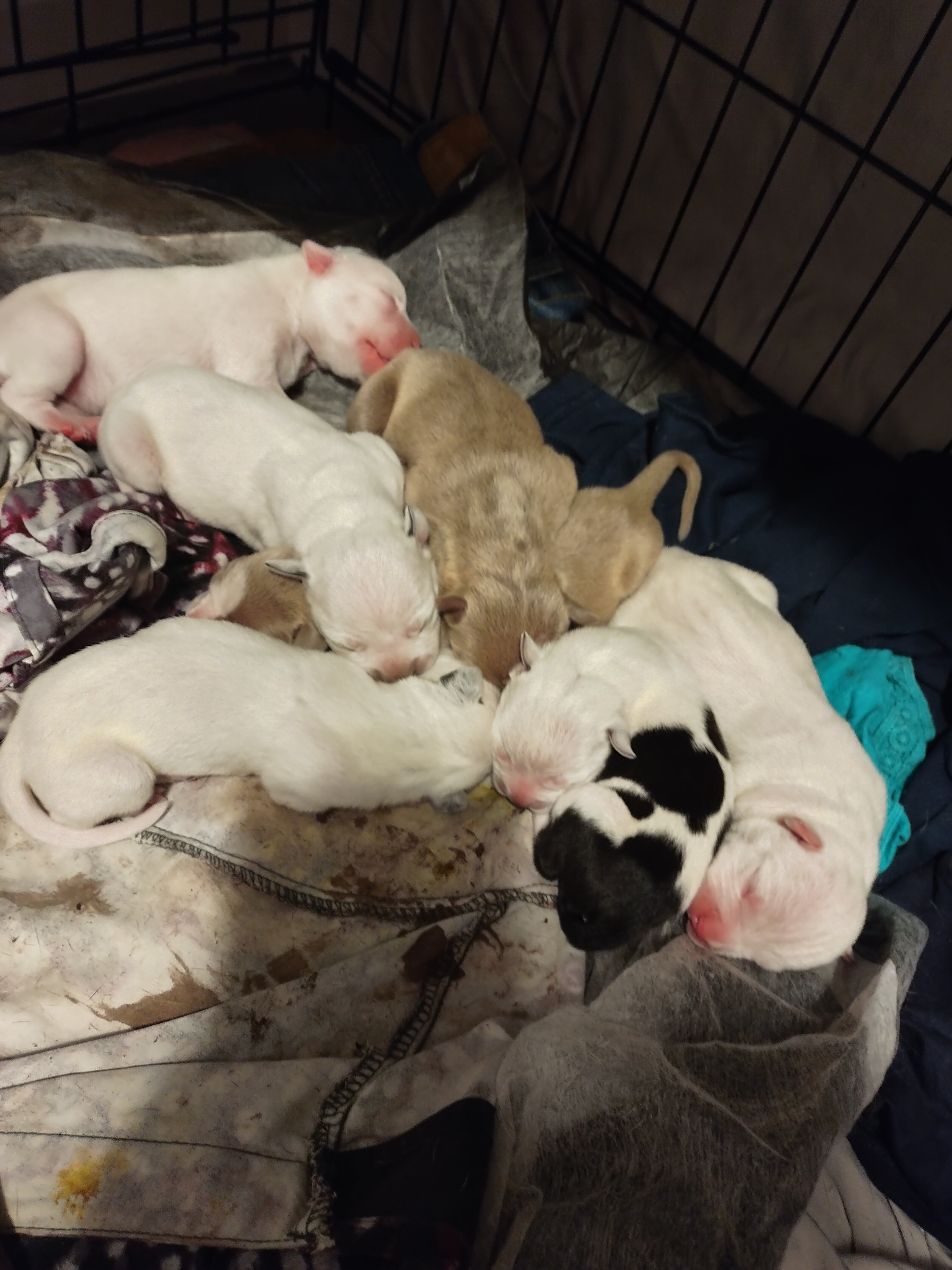 Pit bull pups image 1