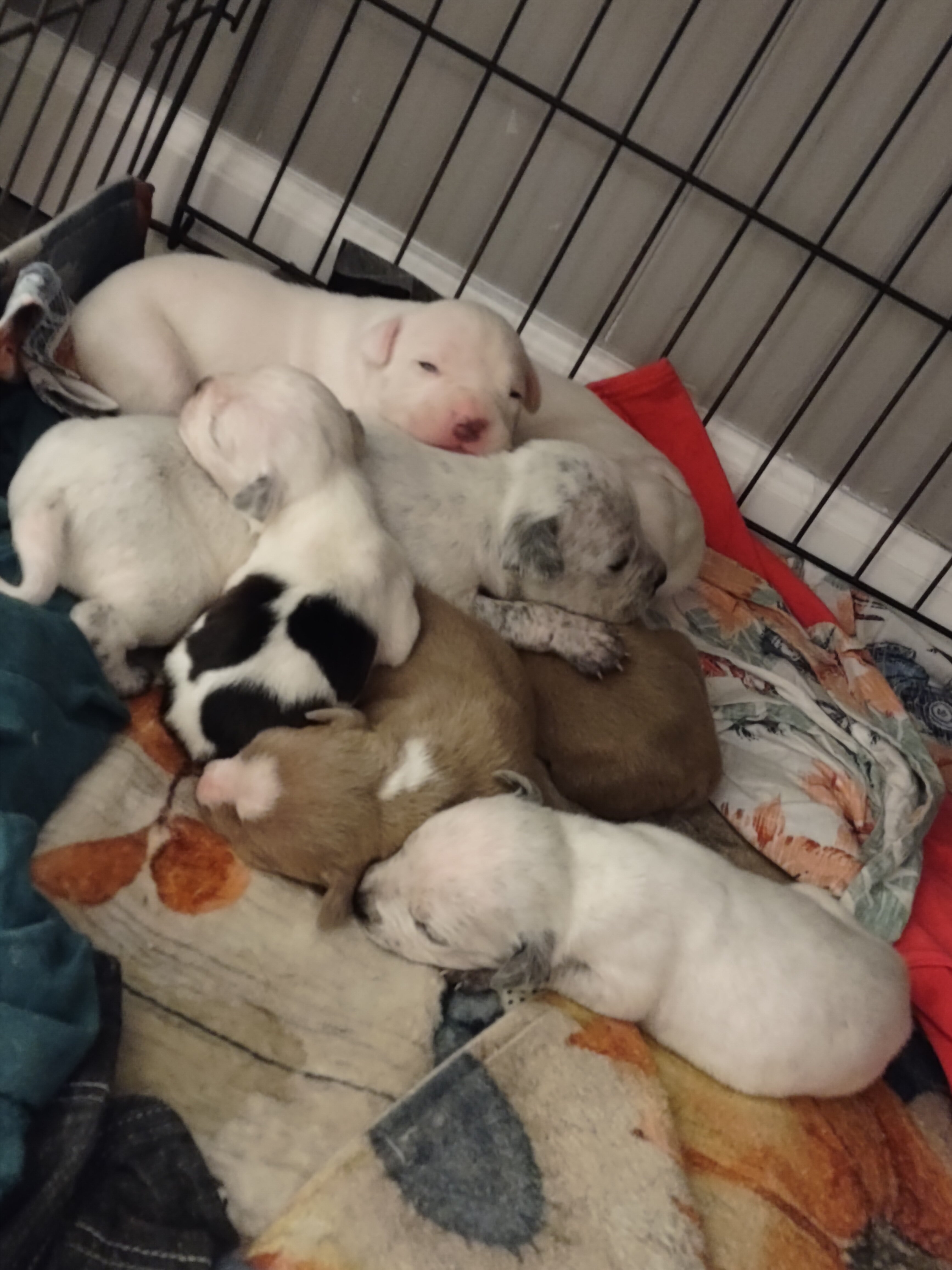 Pit bull pups image 2