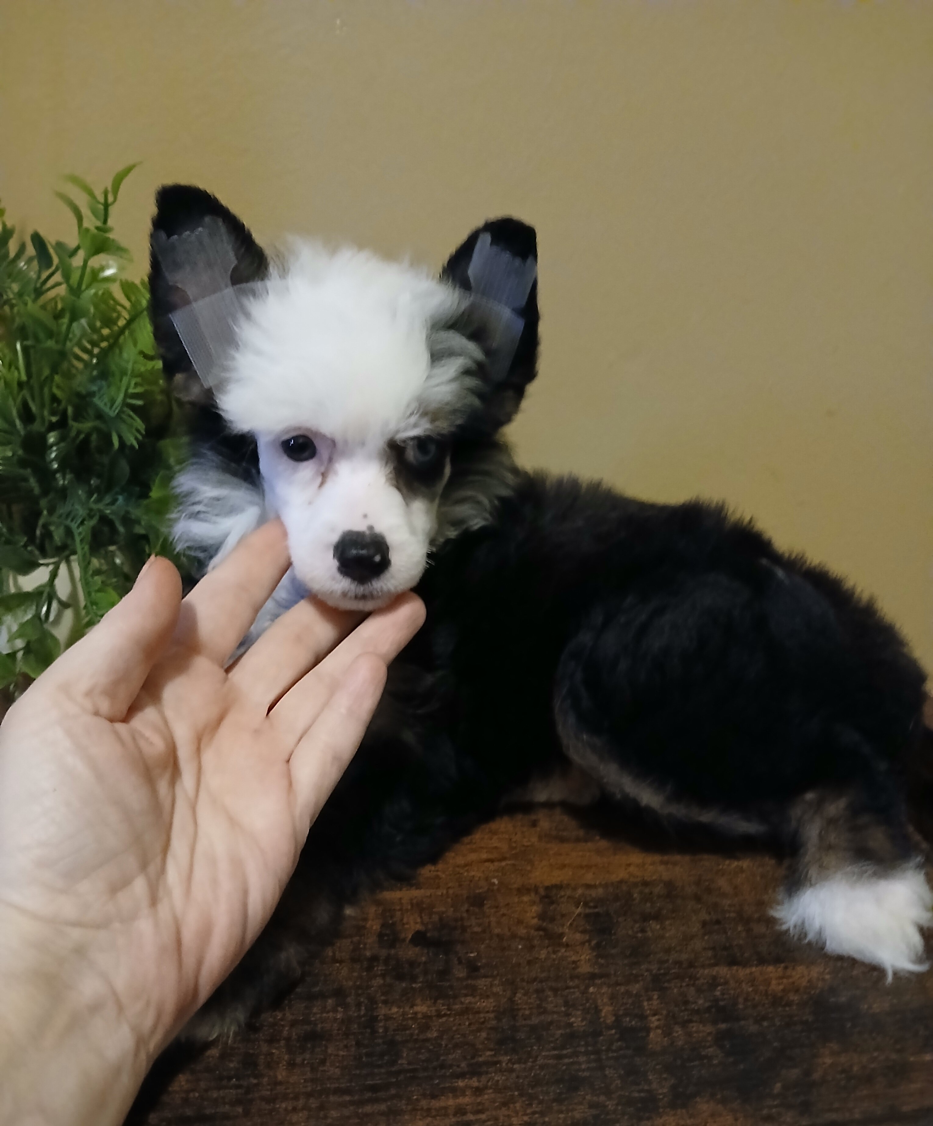 Dolly image 3