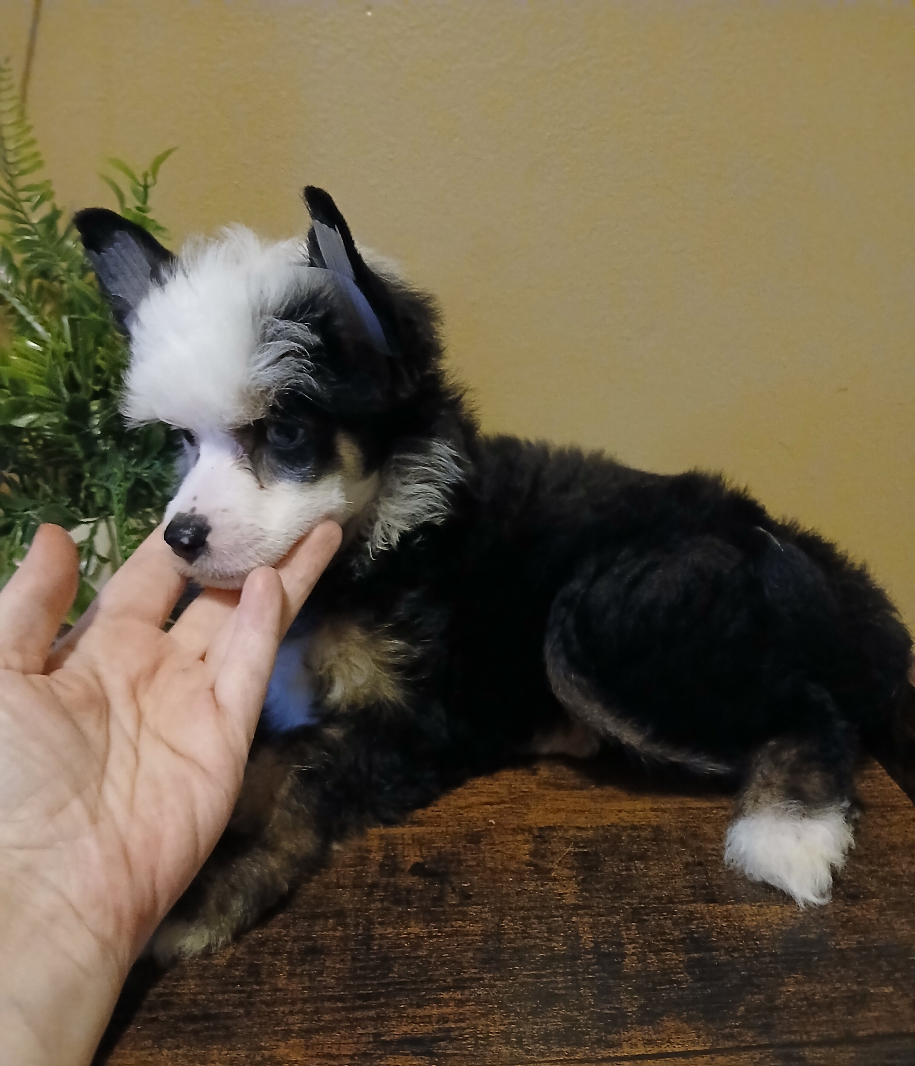Dolly image 2