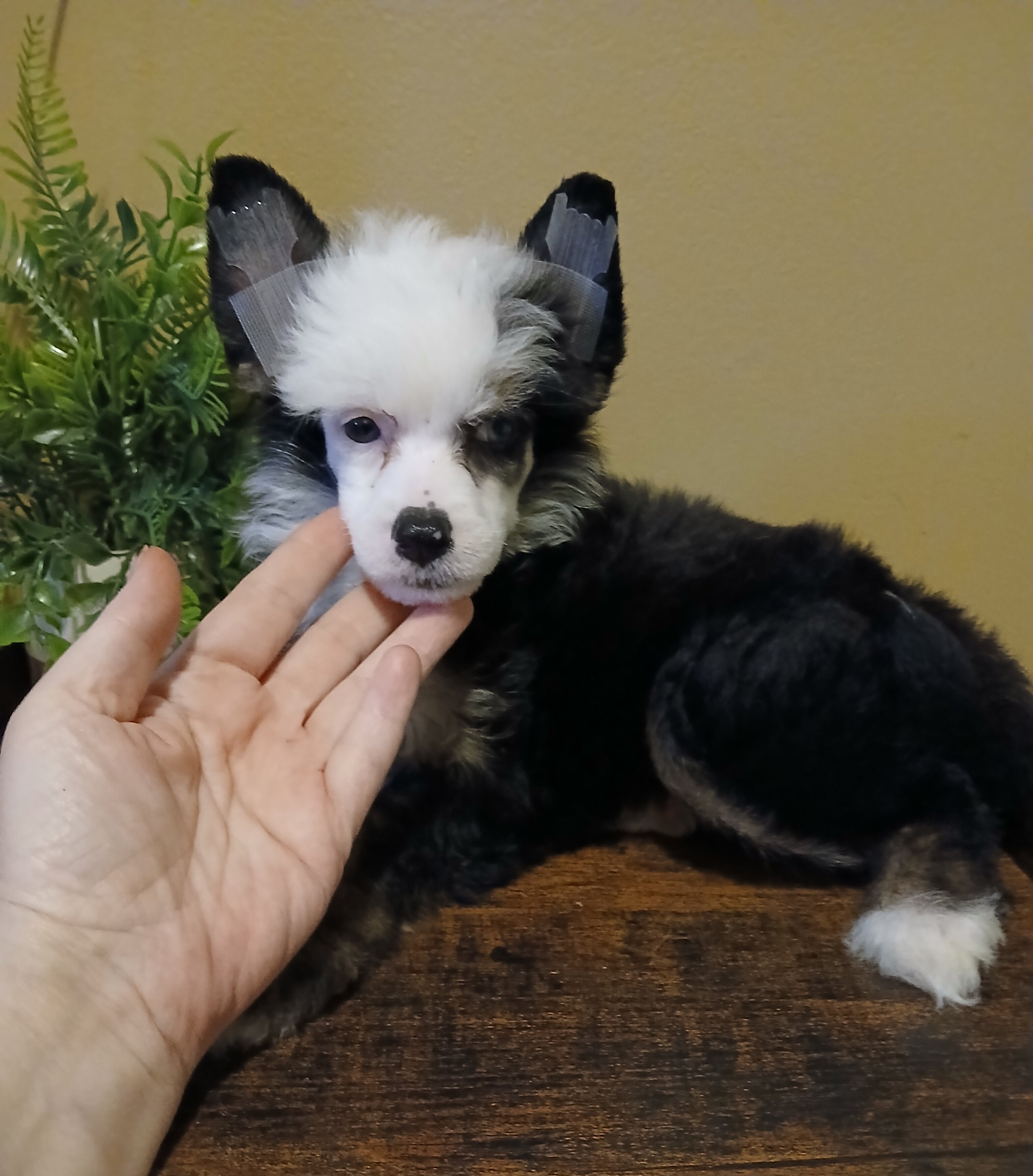 Dolly image 1