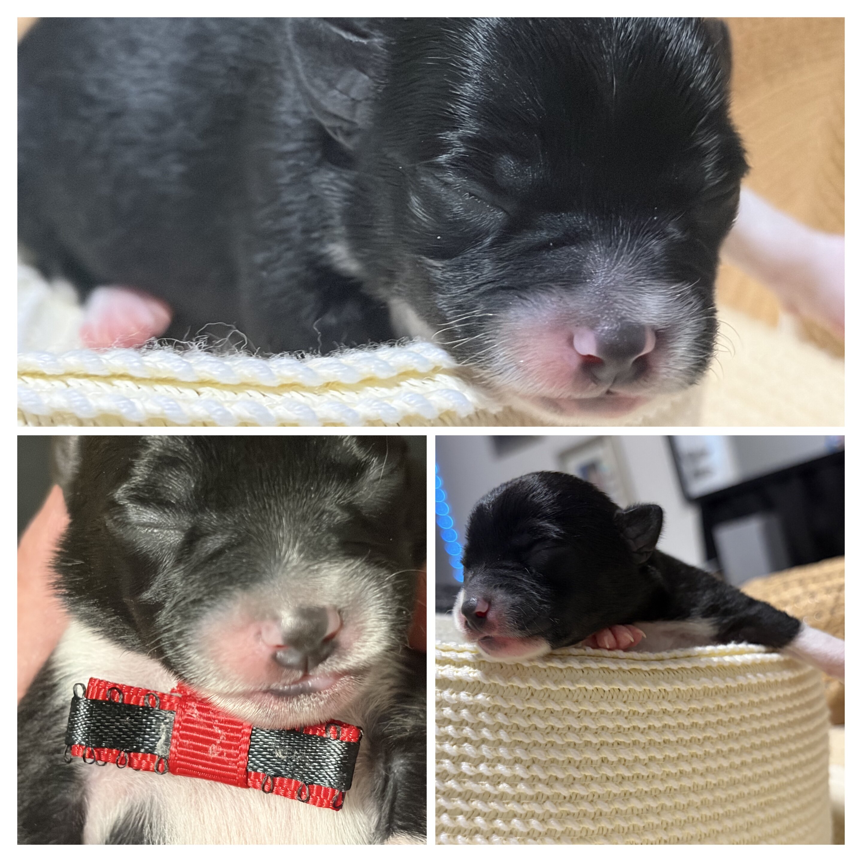 Chihuahua puppies image 6