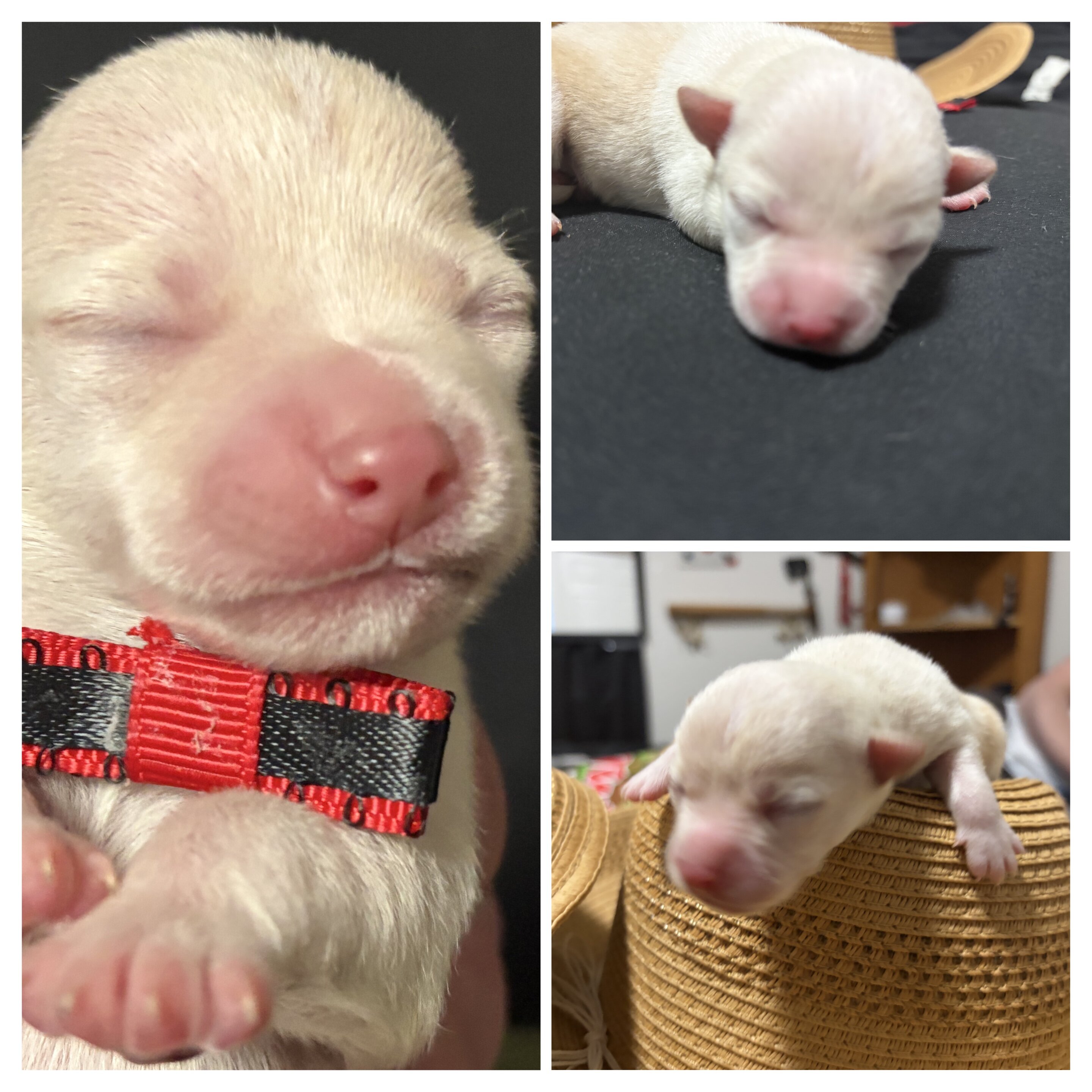 Chihuahua puppies image 5