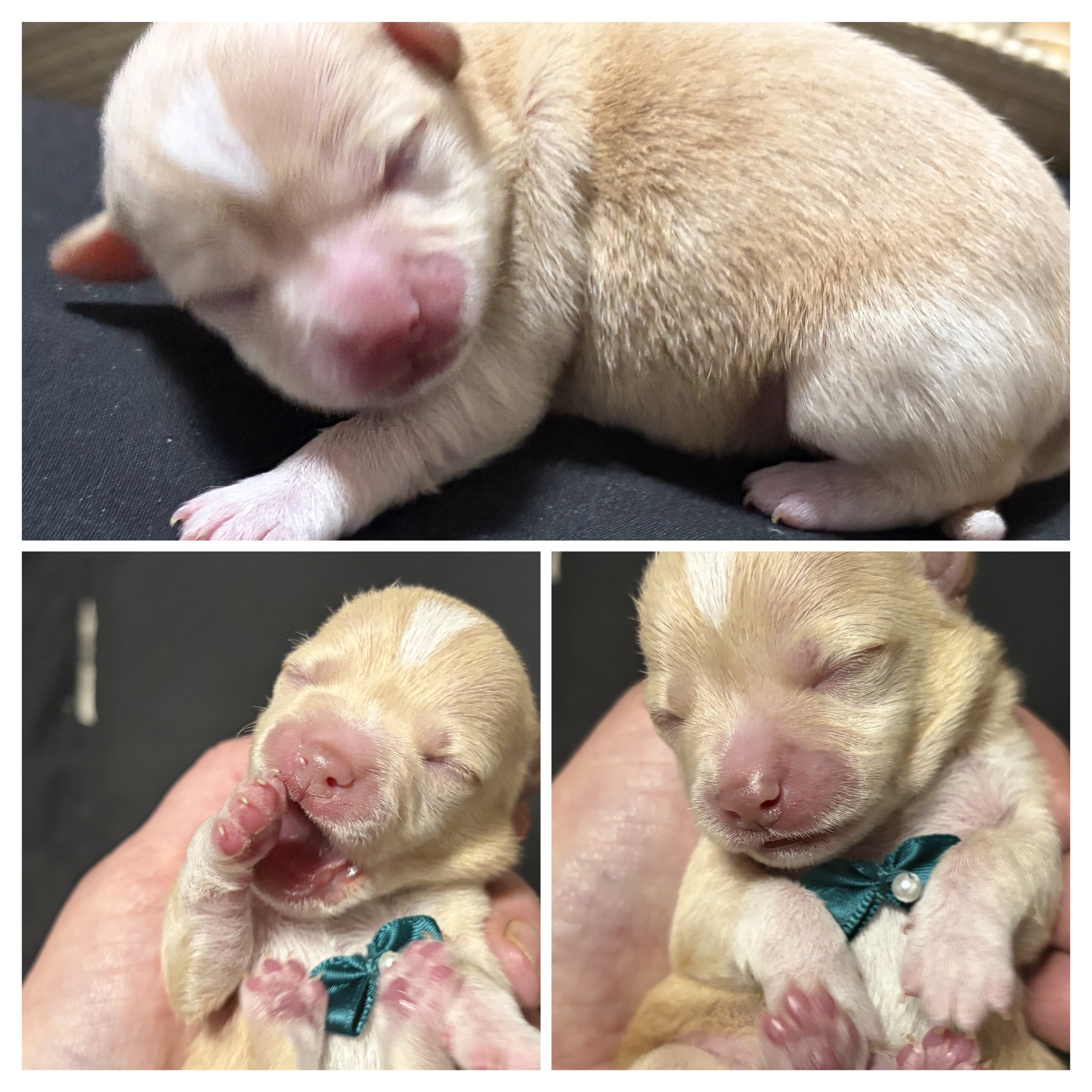 Chihuahua puppies image 3