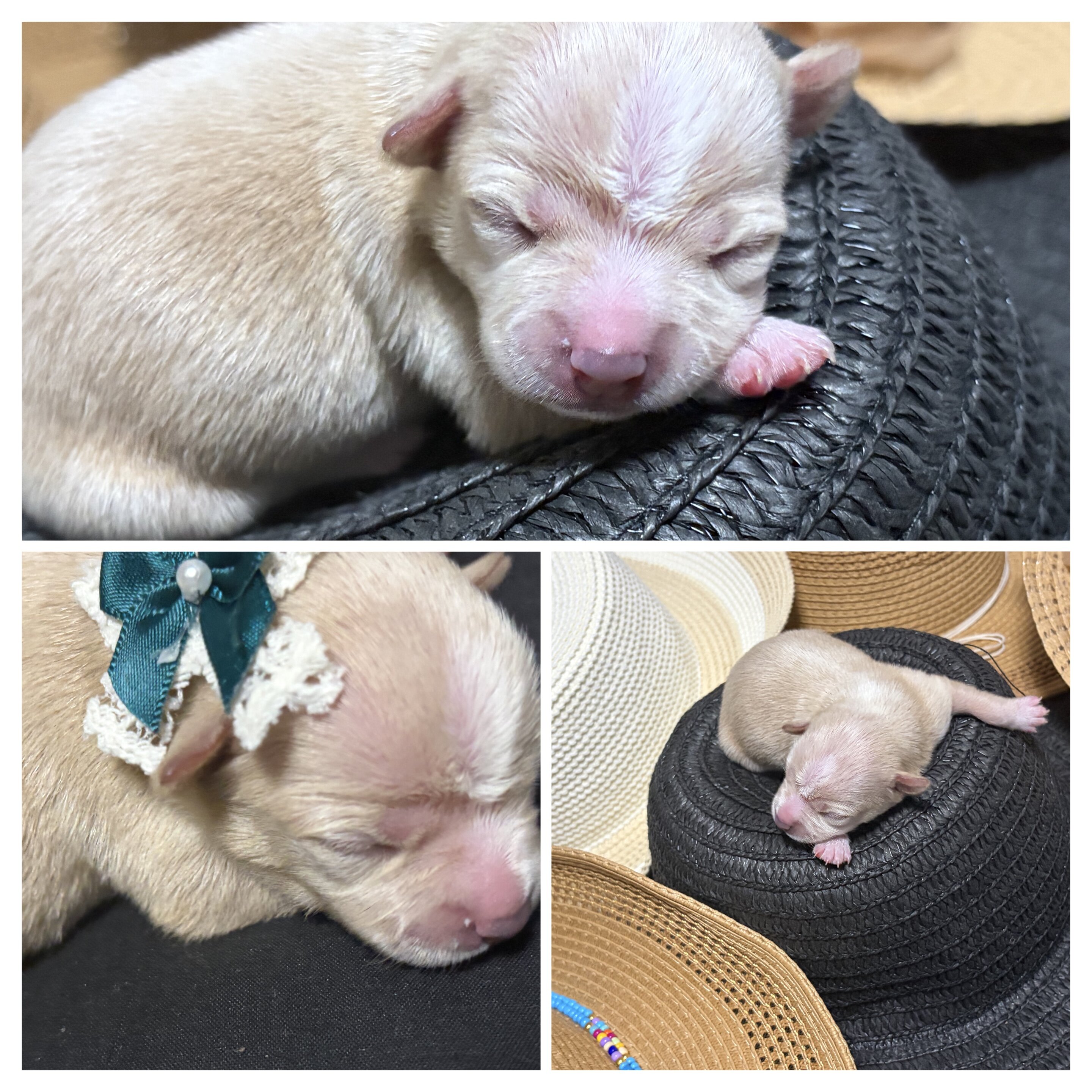 Chihuahua puppies image 4