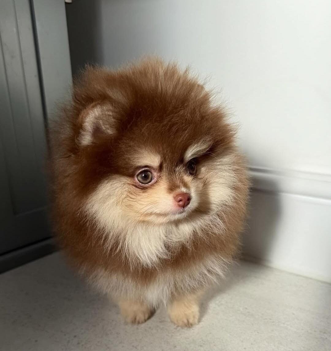 Pomeranian Puppies (+14502319792) image 4