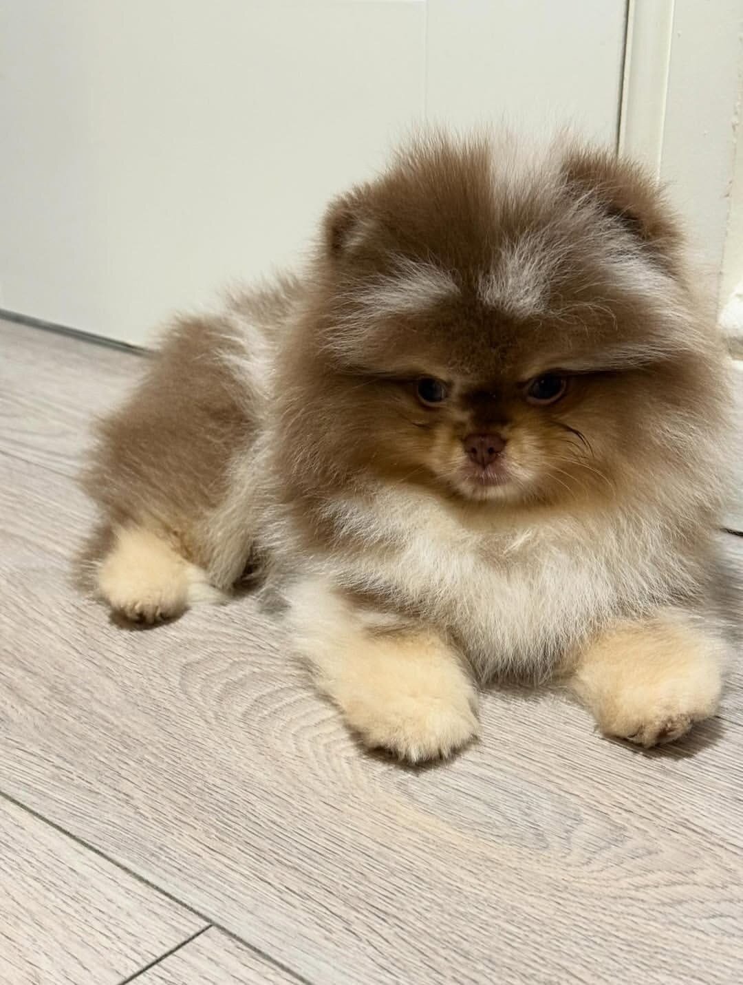 Pomeranian Puppies (+14502319792) image 3