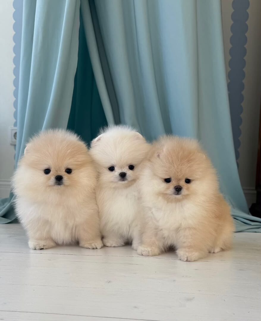 Pomeranian Puppies (+14502319792) image 2