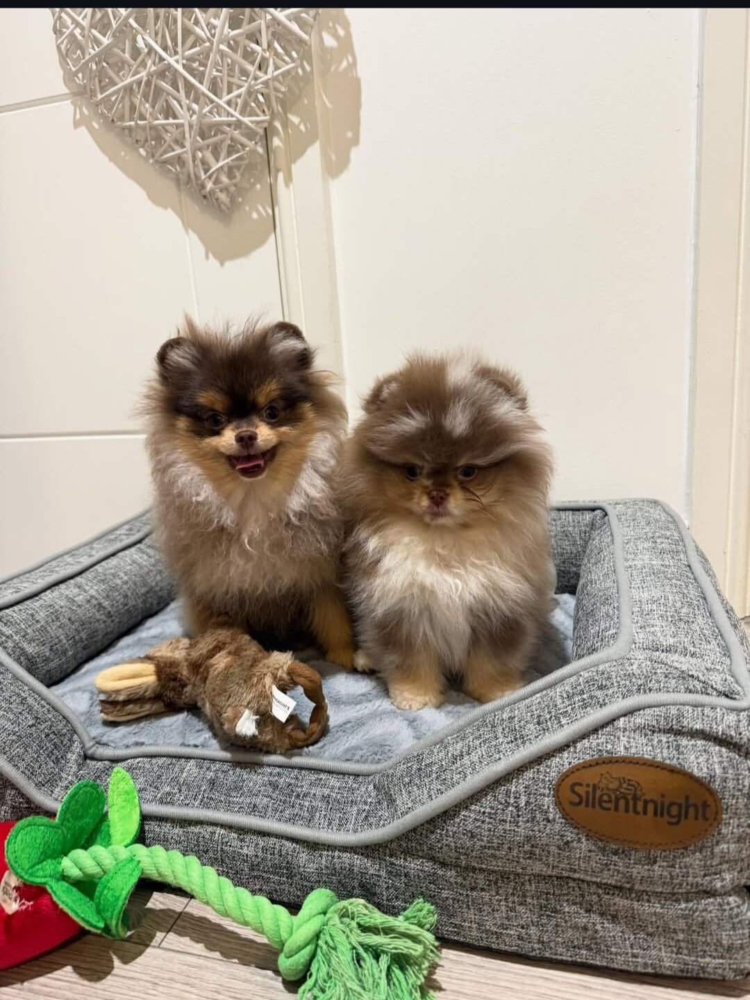 Pomeranian Puppies (+14502319792) image 1