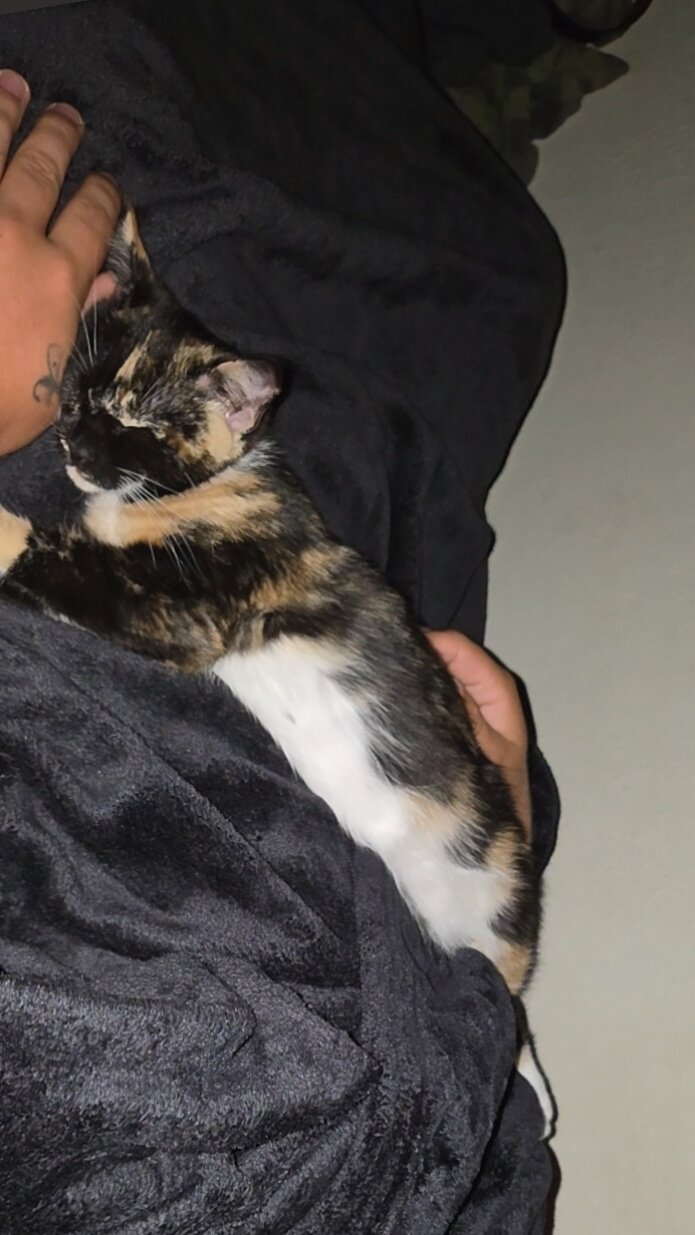 16 week old female tortico cat image 1