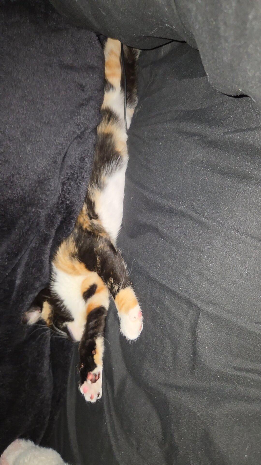 16 week old female tortico cat image 2