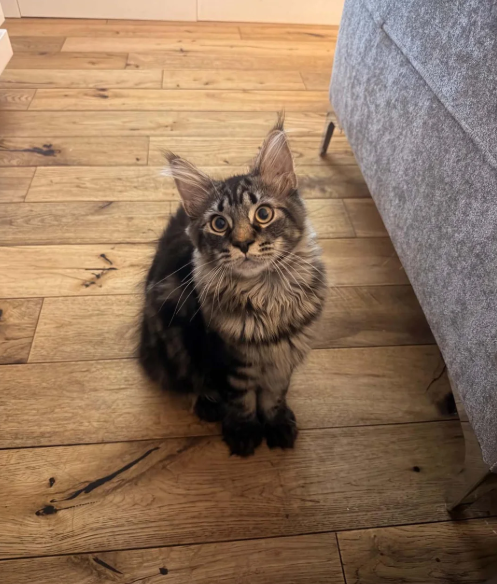 Ready now Pure breed Maine coons kittens image 1
