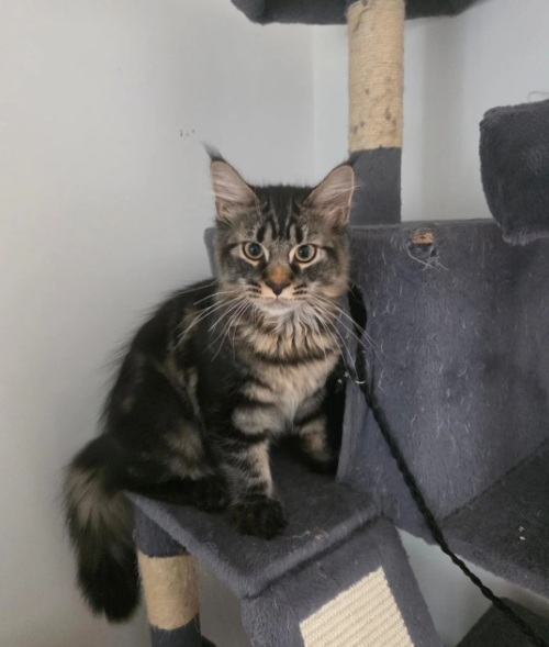 Ready now Pure breed Maine coons kittens image 2