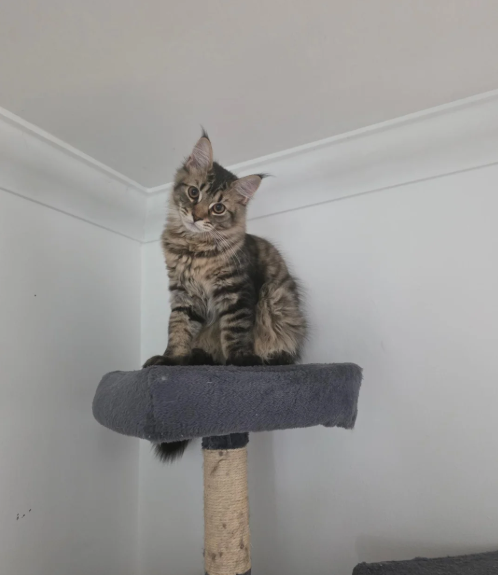 Ready now Pure breed Maine coons kittens image 3