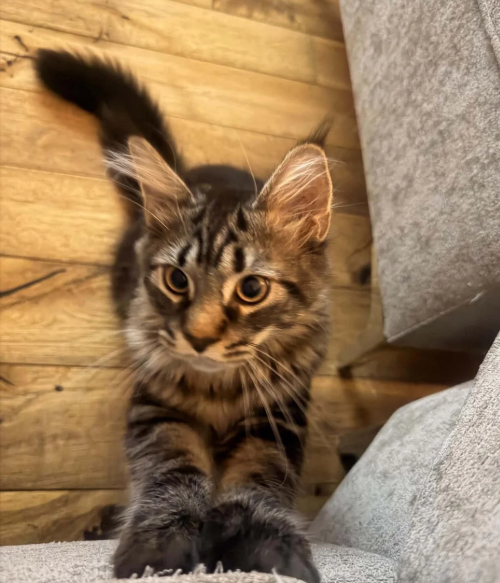 Ready now Pure breed Maine coons kittens image 4