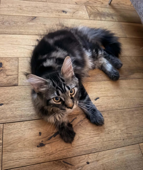 Ready now Pure breed Maine coons kittens image 5