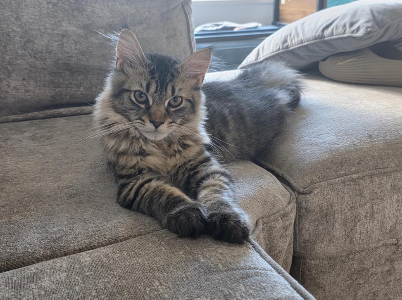 Ready now Pure breed Maine coons kittens image 6