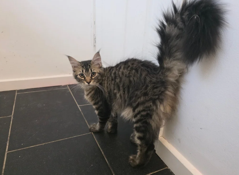 Ready now Pure breed Maine coons kittens image 7