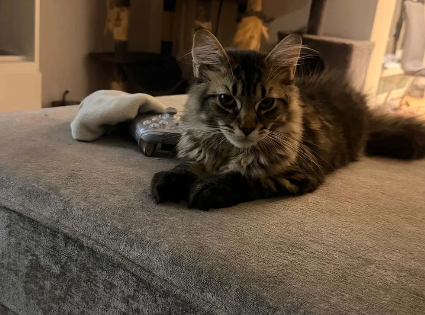 Ready now Pure breed Maine coons kittens image 8