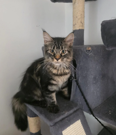 Ready now Pure breed Maine coons kittens image 9