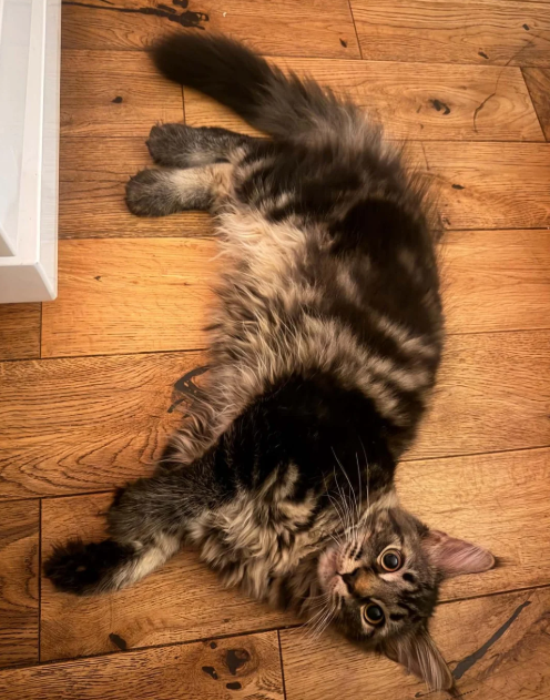 Ready now Pure breed Maine coons kittens image 10