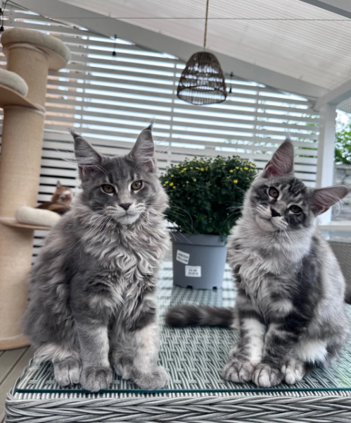 Ready now Pure breed Maine coons kittens image 1