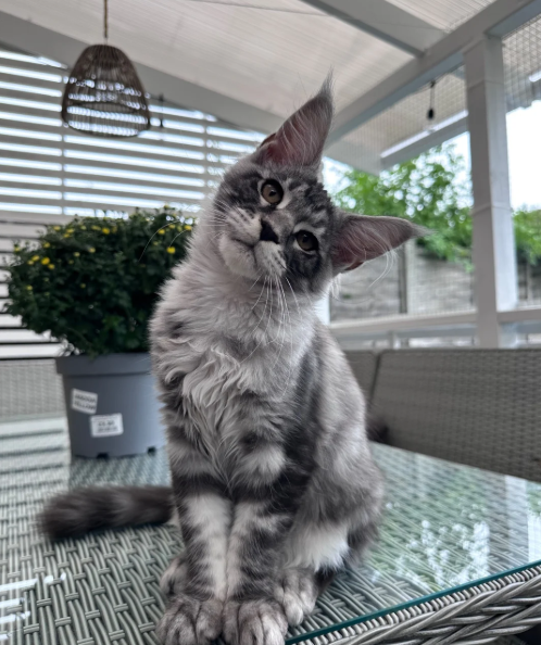 Ready now Pure breed Maine coons kittens image 2