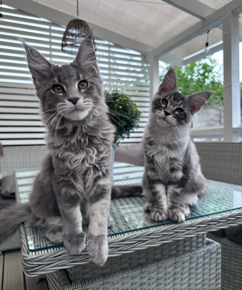 Ready now Pure breed Maine coons kittens image 3