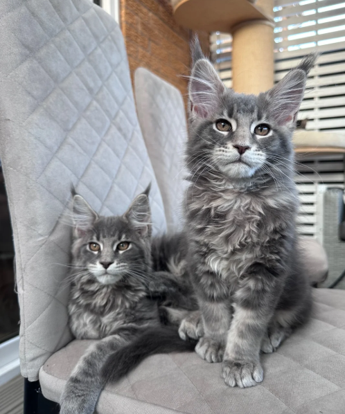 Ready now Pure breed Maine coons kittens image 4